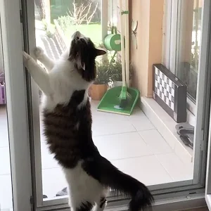 Yırtılmaz Kapı Kedi Tülü (Ped Tül) (En: 100 cm x Boy:230 cm) & + 6m Fitil